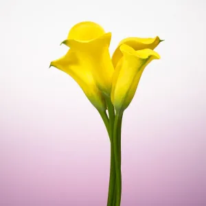 Yellow Tulips Print Yellow Tulips Print
