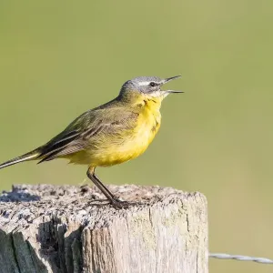 Yellow Wagtail Print on Fence Post, Lower Saxony Yellow Wagtail Print on Fence Post, Lower Saxony