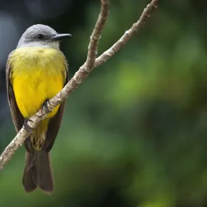 Yellow wagtail (Motacilla flava) sits on branch, province Alajuela, Costa Rica