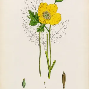 Yellow Welsh Poppy Print, 1863