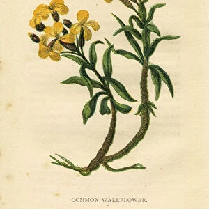 Yellow wild flower wallflower Victorian botanical print by Anne Pratt