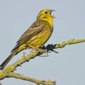 Yellowhammer Print