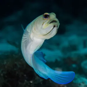 Yellowheaded Jawfish with eggs Yellowheaded Jawfish with eggs