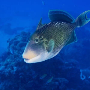 Yellowmargin Triggerfish -Pseudobalistes flavimarginatus-, Palau