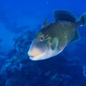 Yellowmargin Triggerfish Print - Pseudobalistes flavimarginatus Yellowmargin Triggerfish Print - Pseudobalistes flavimarginatus
