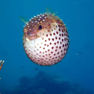 Yellowspotted Burrfish Print Yellowspotted Burrfish Print
