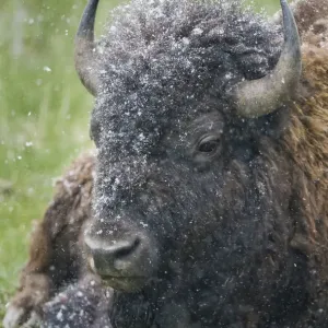 Yellowstone, bison, portrait, snow, spring Yellowstone, bison, portrait, snow, spring