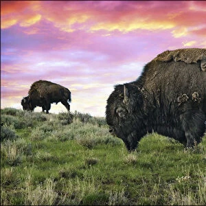 Yellowstone Buffalo & Bison