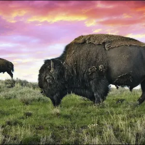 Yellowstone Bison Print: Grazing in the Wild