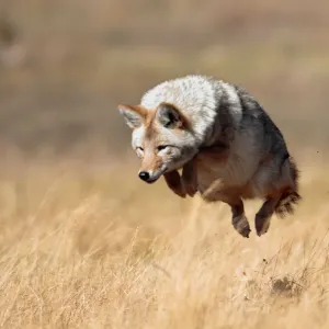 Yellowstone High Jump Coyote Print