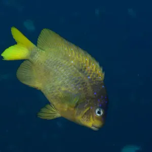 Yellowtail Damselfish Yellowtail Damselfish