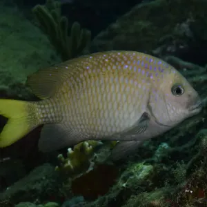 Yellowtail Damselfish Yellowtail Damselfish