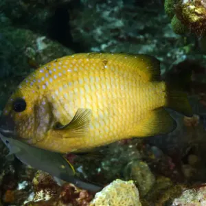 Yellowtail Damselfish Yellowtail Damselfish