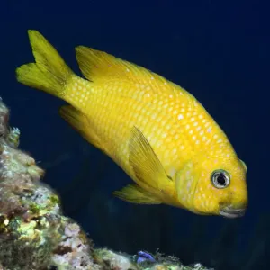 Yellowtail Damselfish Yellowtail Damselfish