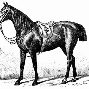 Yorkshire horse