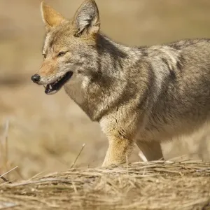 Yosemite Coyote