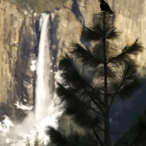 Yosemite Raven