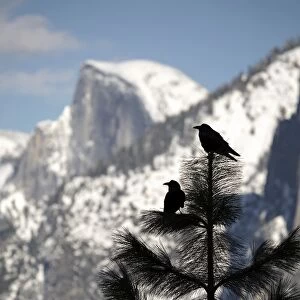 Yosemite Ravens