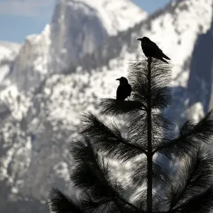 Yosemite Ravens