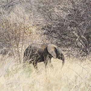 Young African Bush Elephant -Loxodonta africana- in the bush, Etosha National Park, Namibia