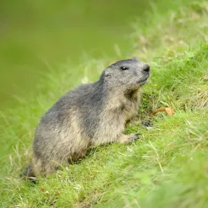 Young Alpine Marmot (Marmota marmota) Young Alpine Marmot (Marmota marmota)