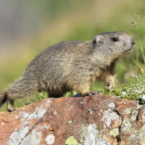 Young Alpine Marmot Print Young Alpine Marmot Print