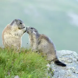Young Alpine Marmot Print, Grossglockner Scene Young Alpine Marmot Print, Grossglockner Scene