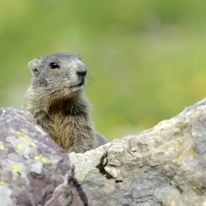 Young Alpine Marmot -Marmota marmota- looking over a rock, Grisons, Switzerland, Europe Young Alpine Marmot -Marmota marmota- looking over a rock, Grisons, Switzerland, Europe