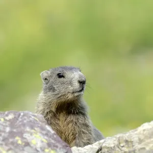 Young Alpine Marmot -Marmota marmota- looking over a rock, Grisons, Switzerland, Europe Young Alpine Marmot -Marmota marmota- looking over a rock, Grisons, Switzerland, Europe