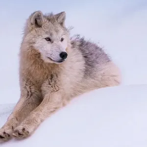 Young Arctic Wolf Young Arctic Wolf