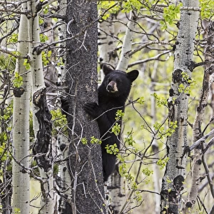 Young black bear (Ursus americanus) in a tree, Waterton Lakes National Park
