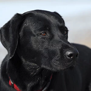 Young black Labrador Retriever dog (Canis lupus familiaris), portrait, male, domestic dog