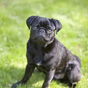 Young black male pug