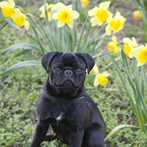 Young black pug sitting in front of daffodils