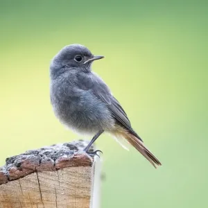 Young Black Redstart Print, Hesse Germany Young Black Redstart Print, Hesse Germany