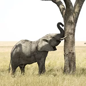 Young bull African Elephant (Loxodonta africana) rubs trunk and tusks against tree, Serengeti National Park