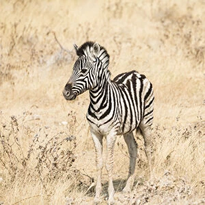 Young Burchells Zebra -Equus quagga burchellii- standing in the dry bush, Etosha National Park, Namibia