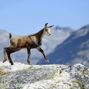 Young chamois -Rupicapra rupicapra- jumping on rocks, Valais, Switzerland, Europe
