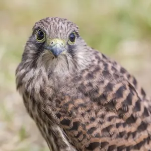 Young Common Kestrel Print Young Common Kestrel Print