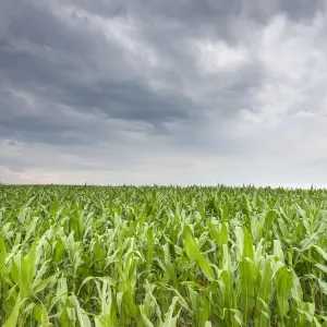 Young corn in a field -Zea mays subsp. mays- under cloudy skies, Baden-Wuerttemberg, Germany, Europe Young corn in a field -Zea mays subsp. mays- under cloudy skies, Baden-Wuerttemberg, Germany, Europe
