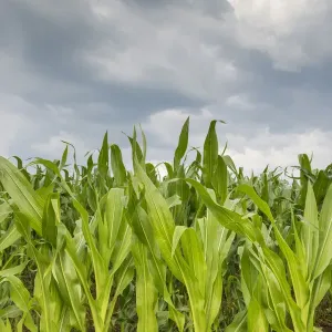 Young corn in a field -Zea mays subsp. mays- under cloudy skies, Baden-Wuerttemberg, Germany, Europe Young corn in a field -Zea mays subsp. mays- under cloudy skies, Baden-Wuerttemberg, Germany, Europe