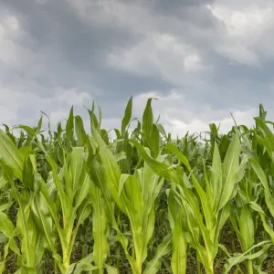 Young corn in a field -Zea mays subsp. mays- under cloudy skies, Baden-Wuerttemberg, Germany, Europe Young corn in a field -Zea mays subsp. mays- under cloudy skies, Baden-Wuerttemberg, Germany, Europe