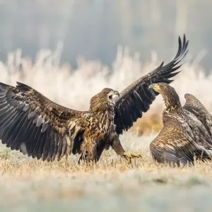 Eagles Fighting Over a Carcass Print Eagles Fighting Over a Carcass Print