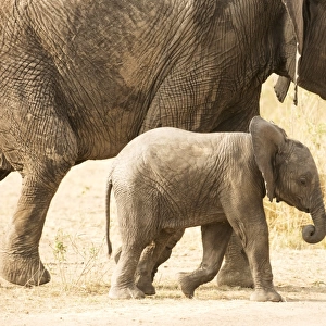 Young Elephant (Loxodonta africana) calf walking beside its mother, Serengeti National Park