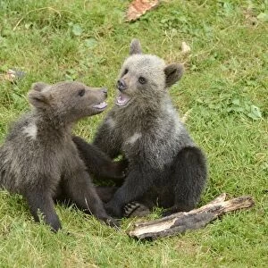 Young European Brown Bears -Ursus arctos arctos- playing, Jura, Switzerland, Europe