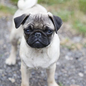 Young female pug