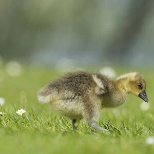 Young graylag goose -Anser anser-, gosling foraging, Zug, Switzerland, Europe