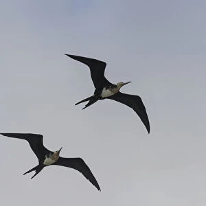 Young Great Frigatebirds -Fregata minor- in flight, Isla Genovesa, Galapagos Islands