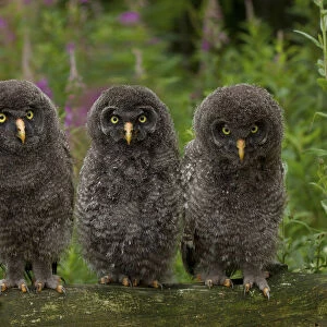 Young Great Grey Owls -Strix nebulosa-, Germany