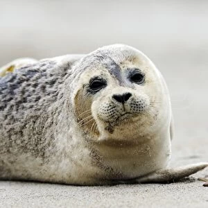 Young Grey Seal -Halichoerus grypus-, ocean island, Helgoland, Schleswig-Holstein, Germany, Europe